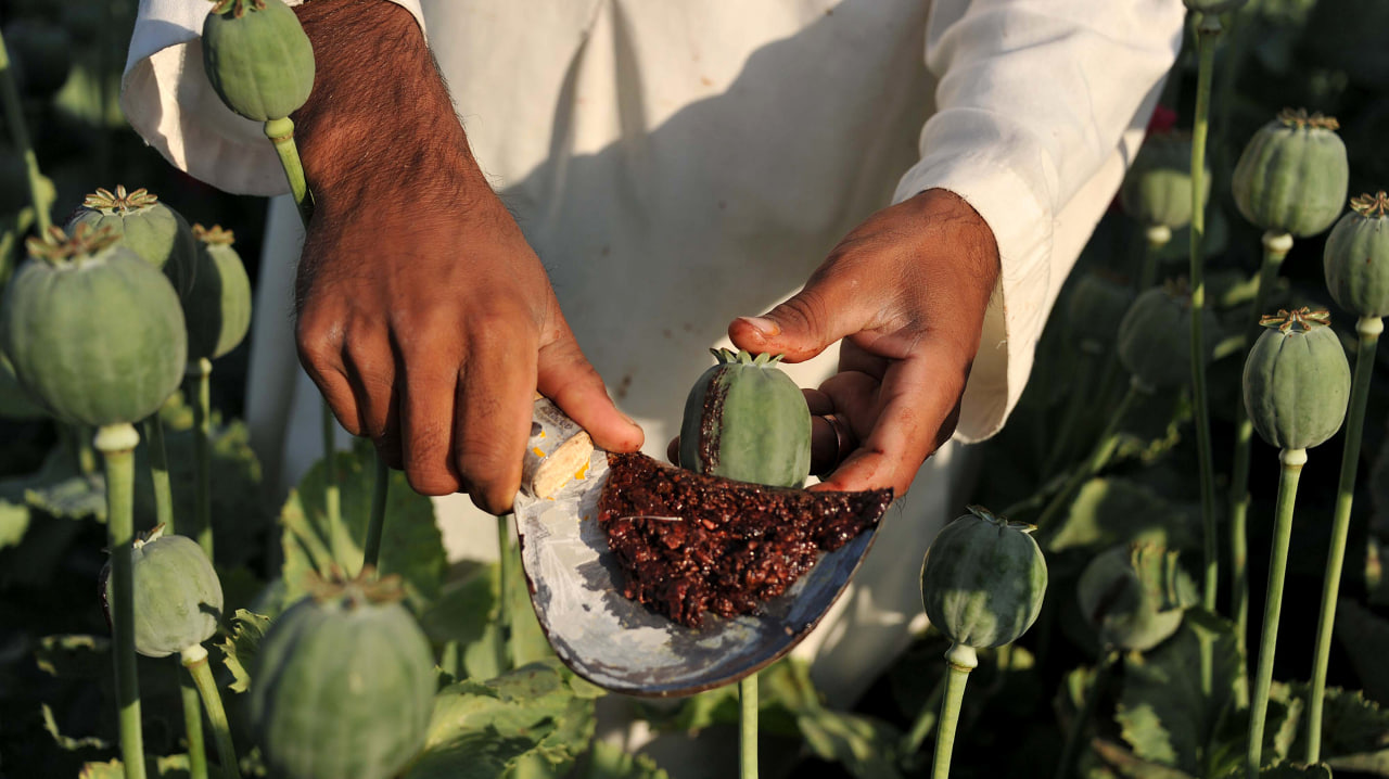 <p><b><strong>Afg‘onistonda opium narxi keskin oshib ketdi</strong></b></p>