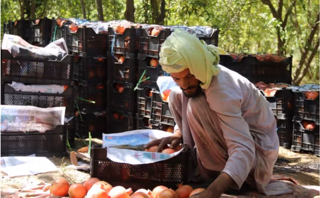 Kandahar, Afghanistan exports $447mn worth of goods to global markets