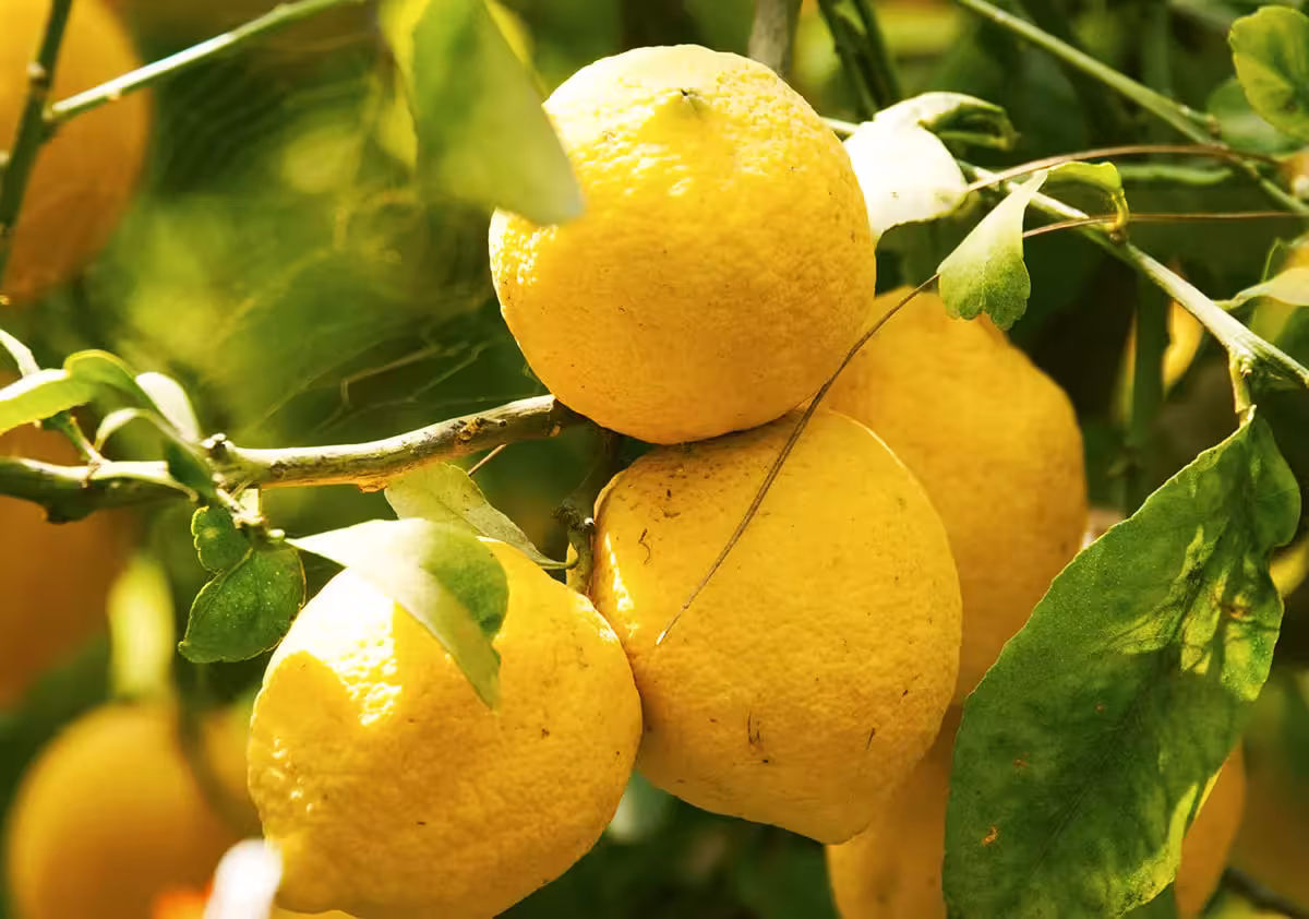 <p><b>Turkiya xorijga limon yetkazib berishni to&lsquo;xtatdi</b></p>