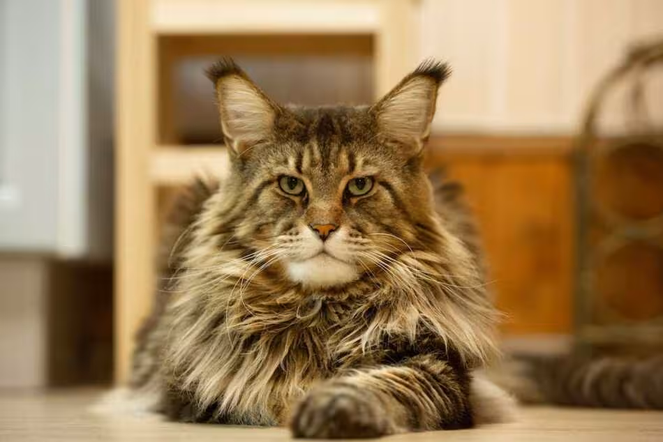 <p><b>1,2 metr uzunlikdagi mushuk: gigant meyn-kun internet yulduziga aylandi</b></p>