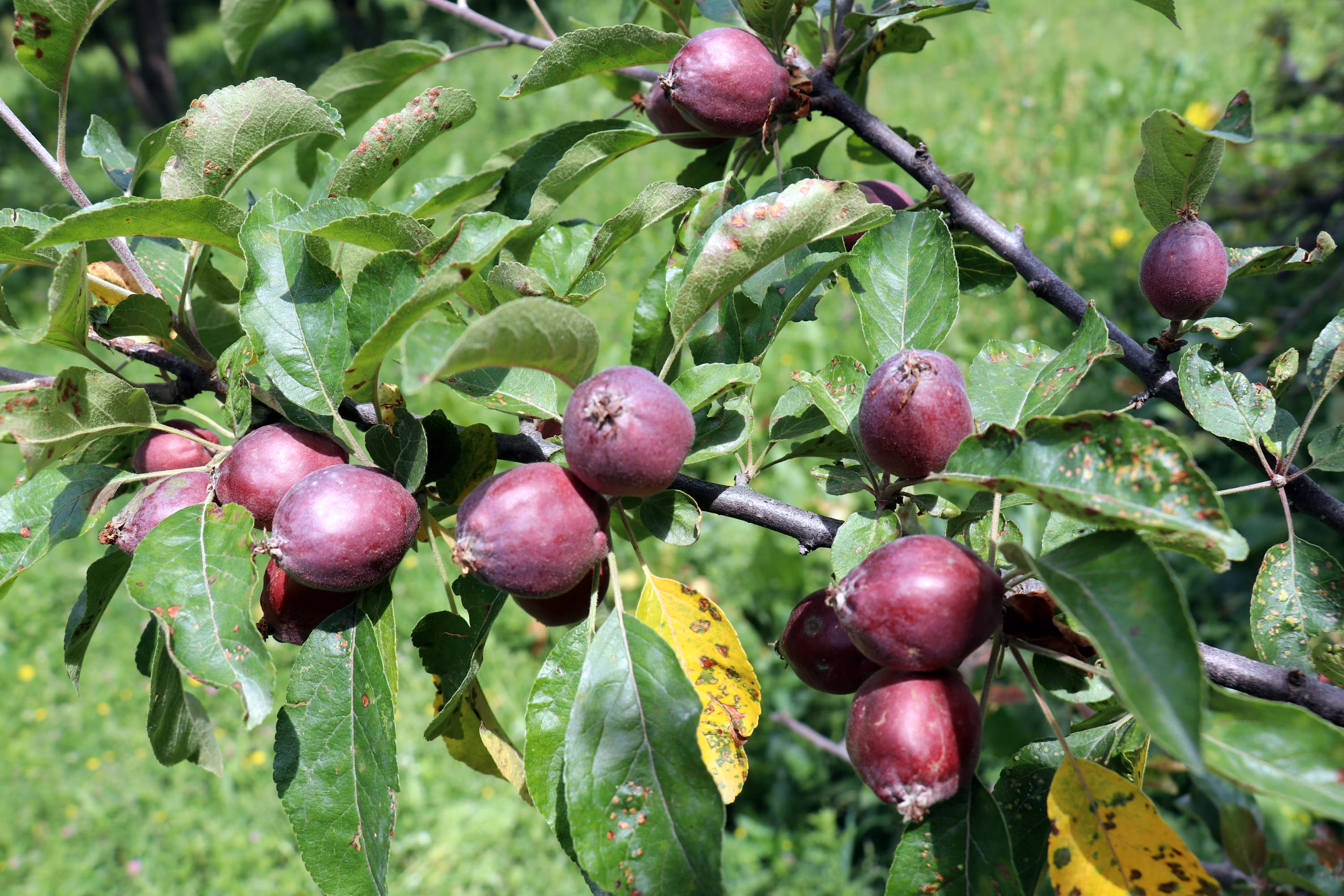 Kyrgyzstan takes step to boost agricultural exports with GLOBALG.A.P. approval 