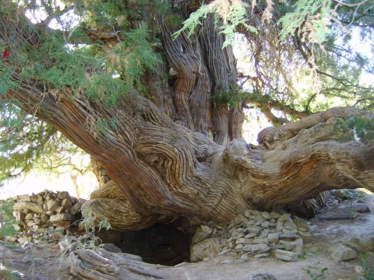 <p><b><strong>O&lsquo;zbekistondagi 9 noyob daraxt xalqaro ro&lsquo;yxatga kiritildi&nbsp;</strong></b></p>