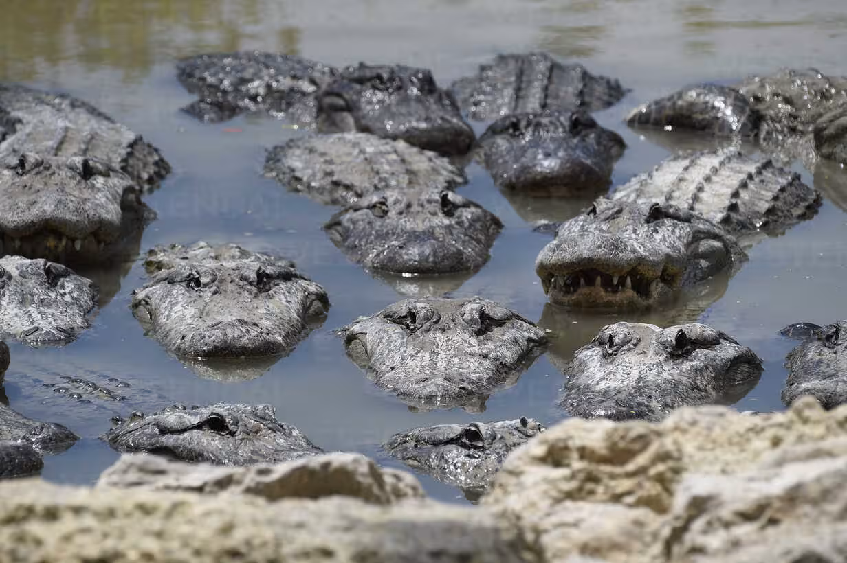 <p><b>Timsohlarga to‘la Amazonka botqoqligida 36 soat qolib ketgan 5 kishi omon qoldi (video)</b></p>