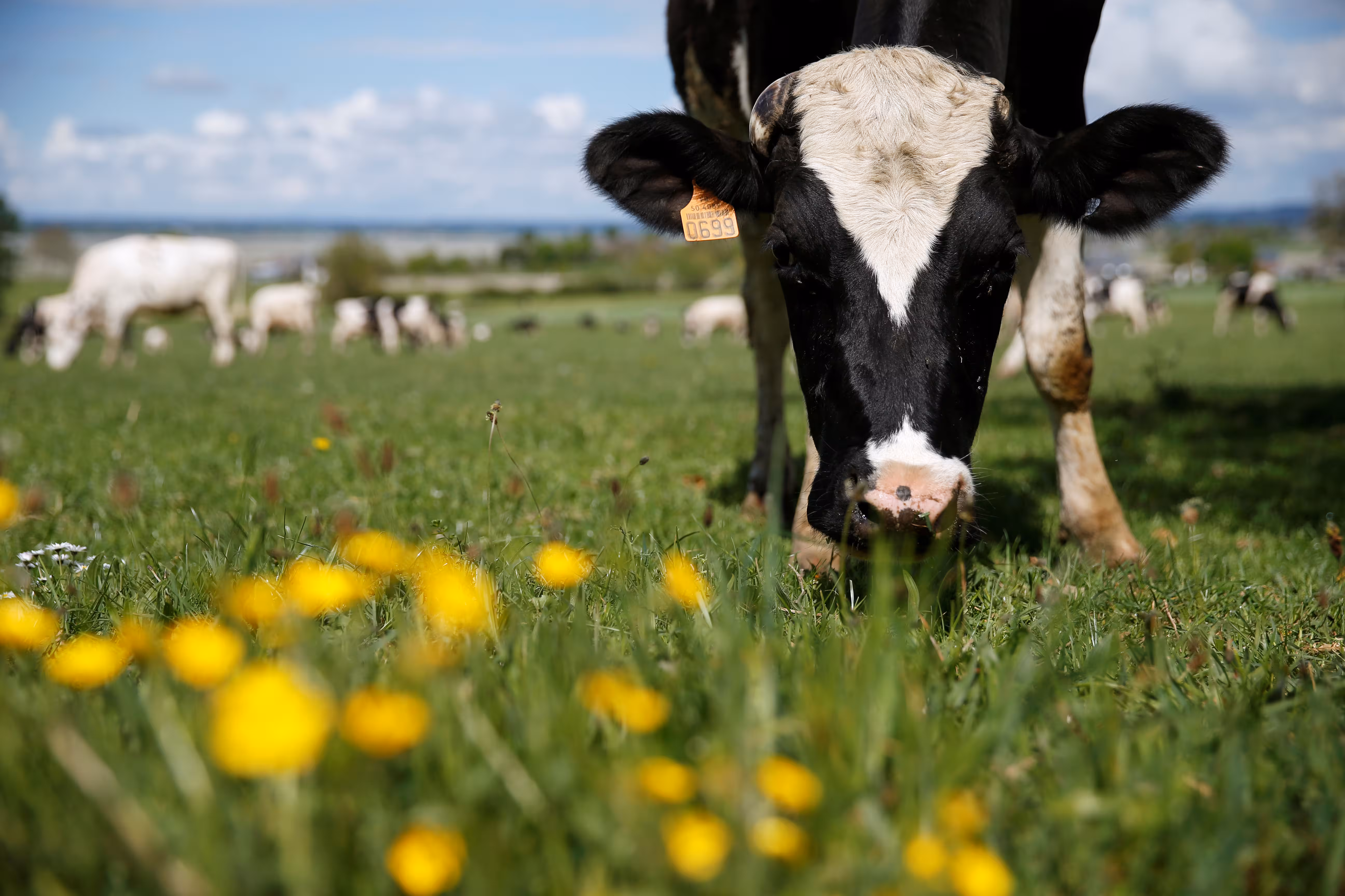 <p>Uzbekistan launches national seromonitoring campaign to safeguard against PPR in livestock<b>&nbsp;</b></p>