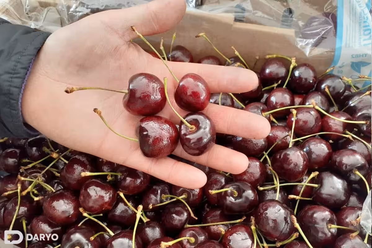 Uzbekistan&rsquo;s cherry season starts early with prices soaring 70% y/y&nbsp;