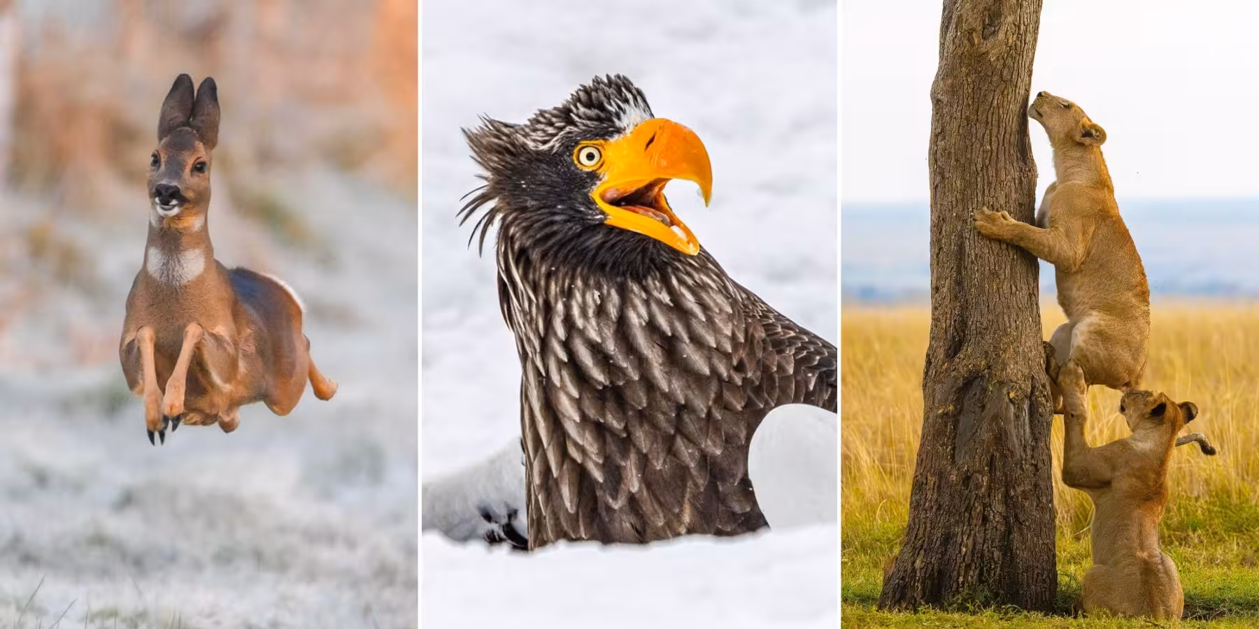 <p><b>2025-yilgi Nikon Comedy Wildlife mukofotining 10 ta eng kulgili jonivorlar suratlari eʼlon qilindi</b></p>
