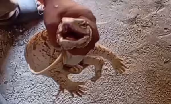 <p><b><strong>Buxoroda erkak echkiemar og‘ziga nos solib, shafqatsiz munosabatda bo‘ldi (video)</strong></b></p>