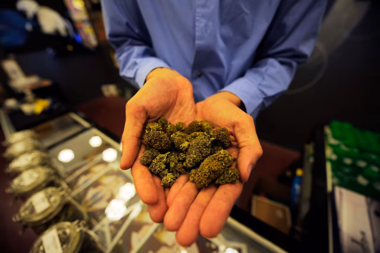 <p><b>Tailand kannabis uchun jinoiy javobgarlik joriy qilmoqchi</b></p>