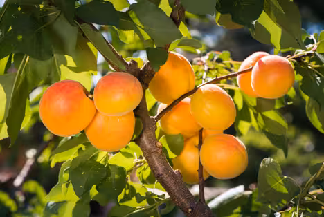 Uzbekistan set to become world&rsquo;s second-largest fresh apricot exporter, says EastFruit&nbsp;