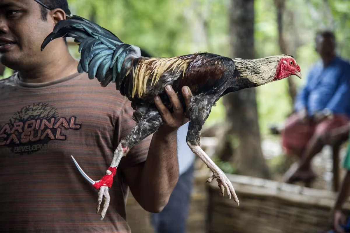 Indoneziyada erkak xo‘roz hujumi oqibatida vafot etdi 