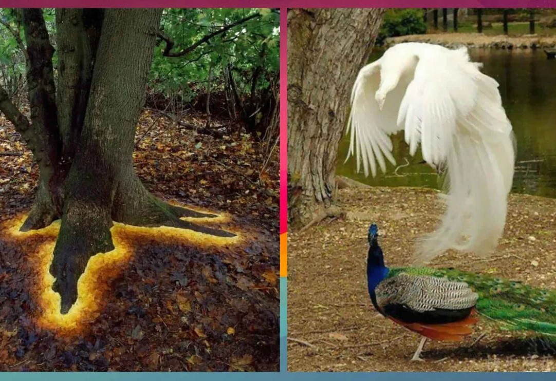 Fotoshopsiz ham go‘zal olam: hayratga soluvchi 20 ta mo‘jizaviy surat