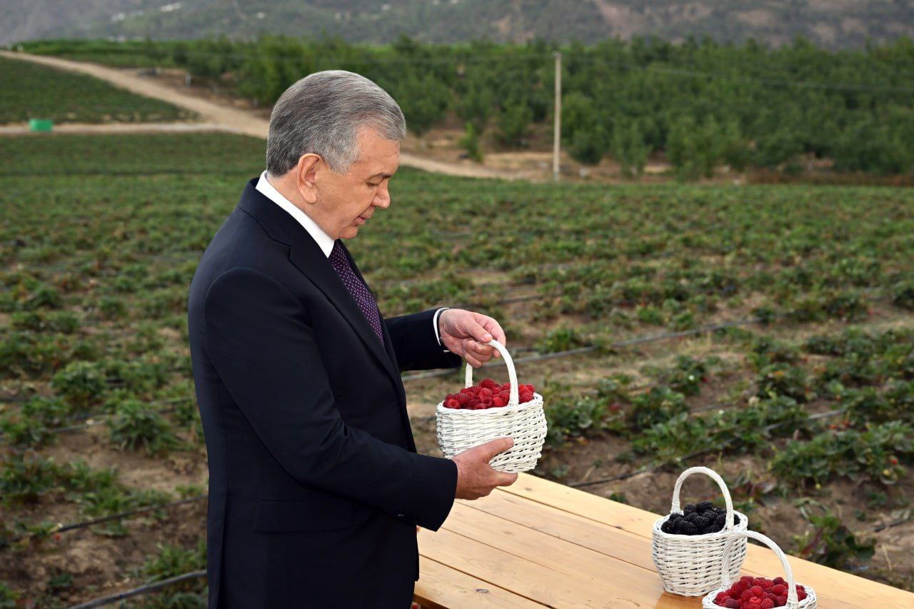Uzbekistan expands agro-industrial parks as President Mirziyoyev visits Chimyon berry project