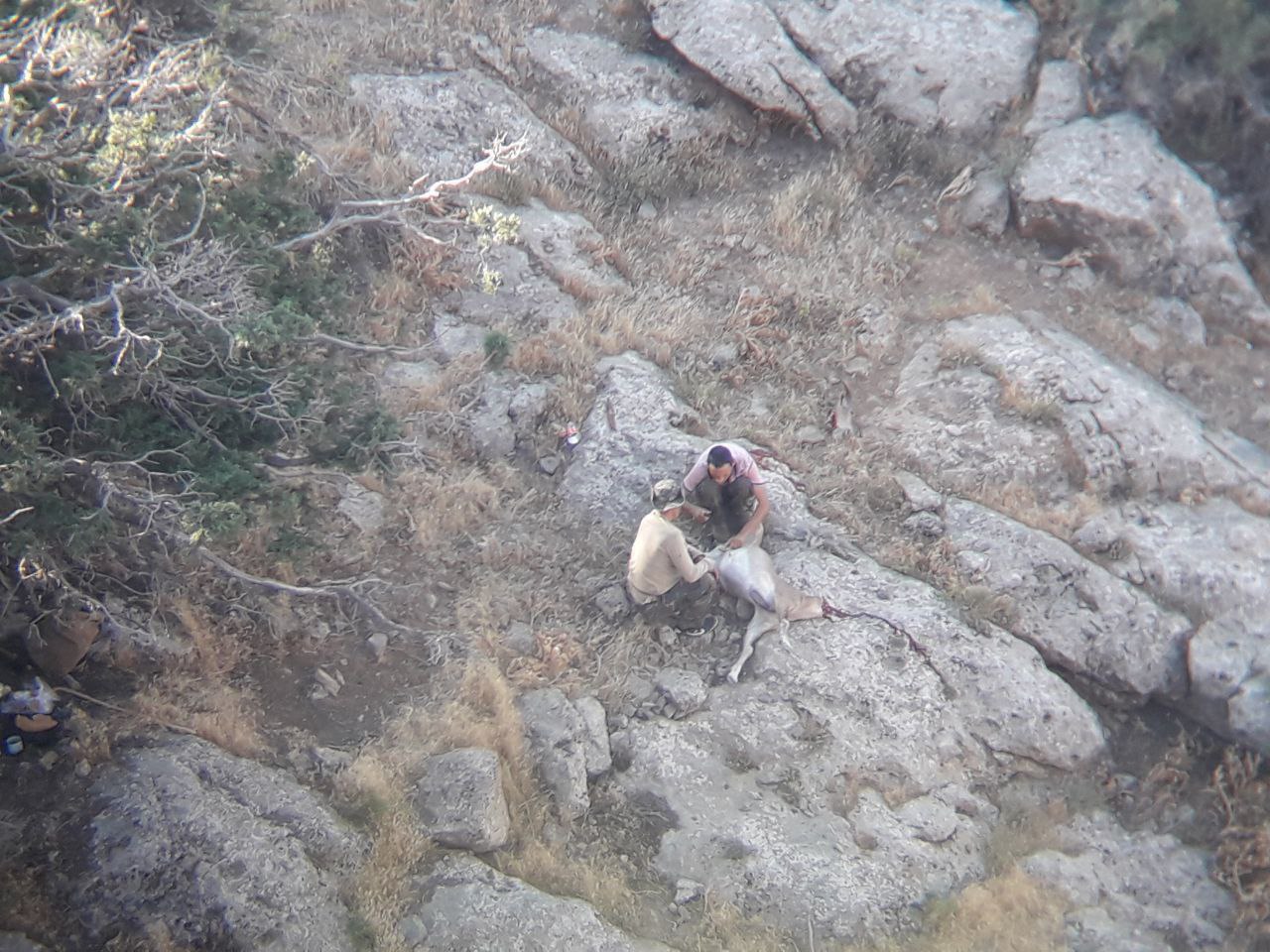 O‘zbekistonda hayvonlarga nisbatan shafqatsiz munosabat uchun javobgarlikka tortilganlar soni ochiqlandi
