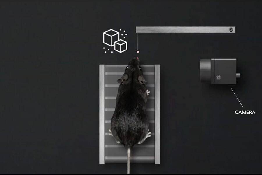 Португалиялик олимлар сунъий интеллектга сичқонларнинг фикрларини уларнинг юз ифодаларига қараб ўқишни ўргатди