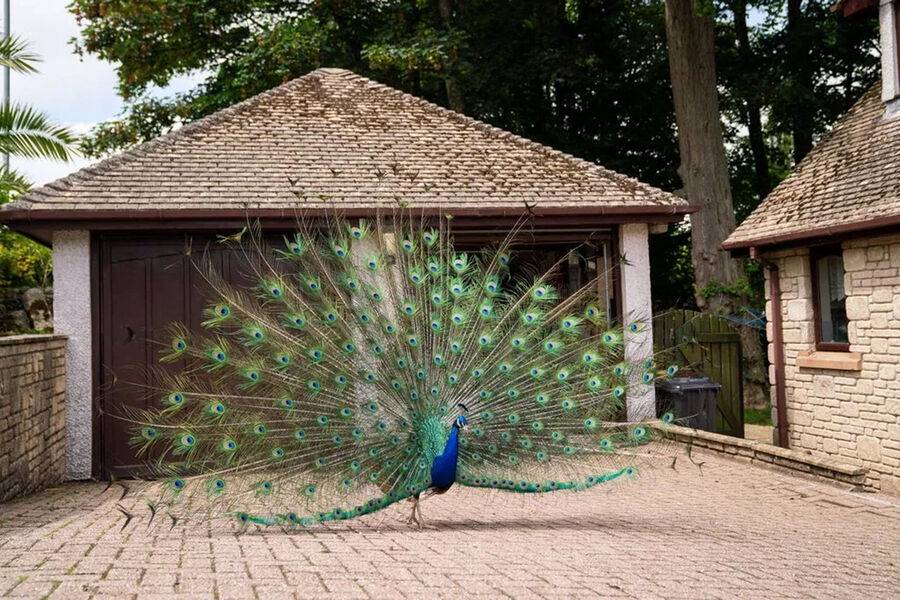 AQSHda ikkita tovusni yegan erkak qamoqqa olindi