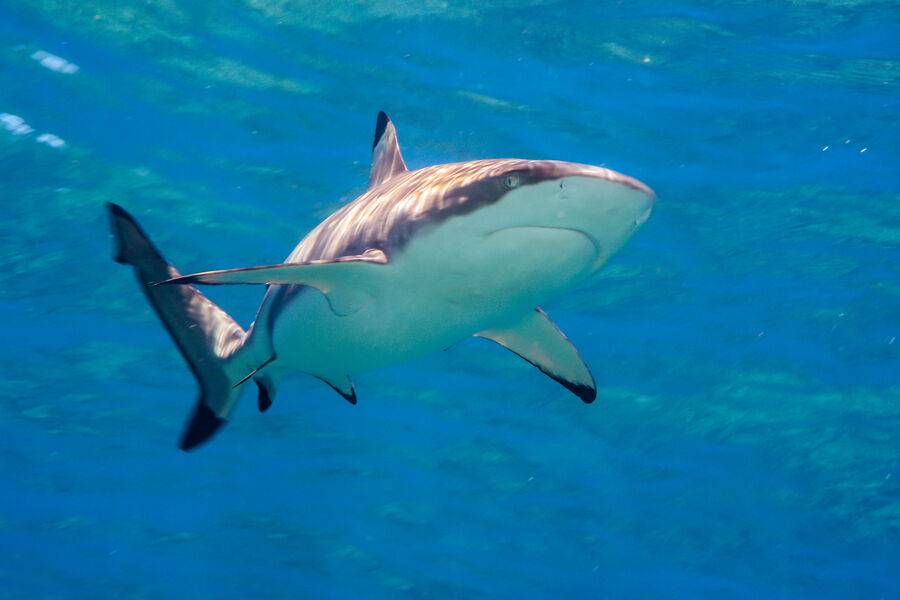 Канада қирғоқларида Атлантиканинг энг йирик акуласи сузиб ўтди