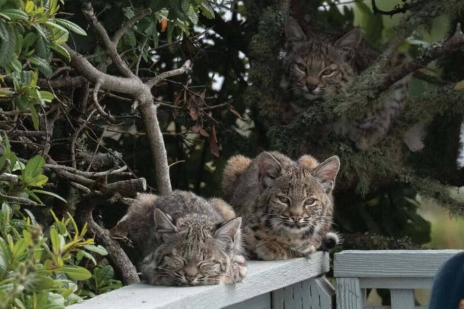 Америкалик машҳур фотограф тутқич бермас силовсинларнинг ноёб суратларини тақдим этди