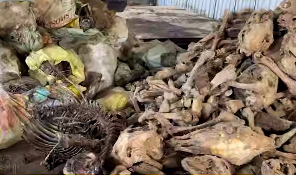 Toshkent viloyatida 3,5 tonnaga yaqin eshak va qoramol suyaklari topildi