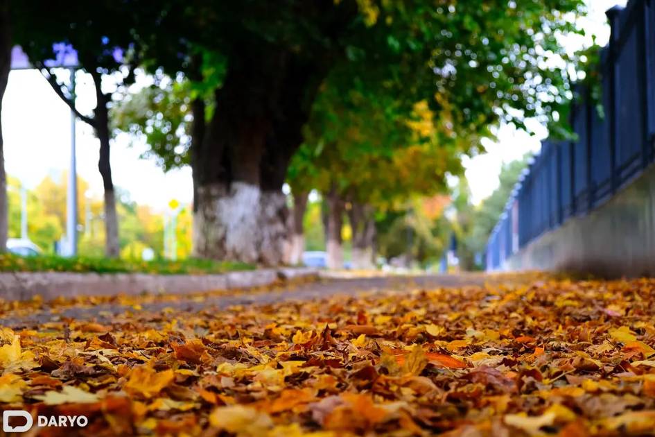 Ўзбекистонда дам олиш кунлари ҳаво ҳарорати пасая бошлайди