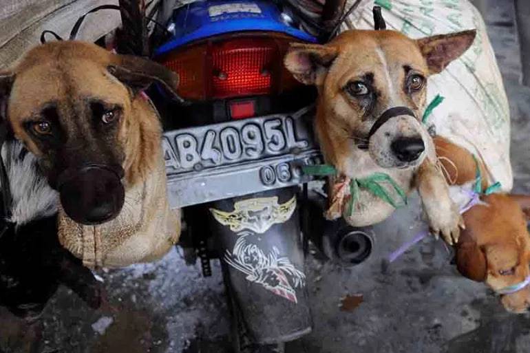 Indoneziya poytaxtida it va mushuk go‘shti savdosi taqiqlanadi