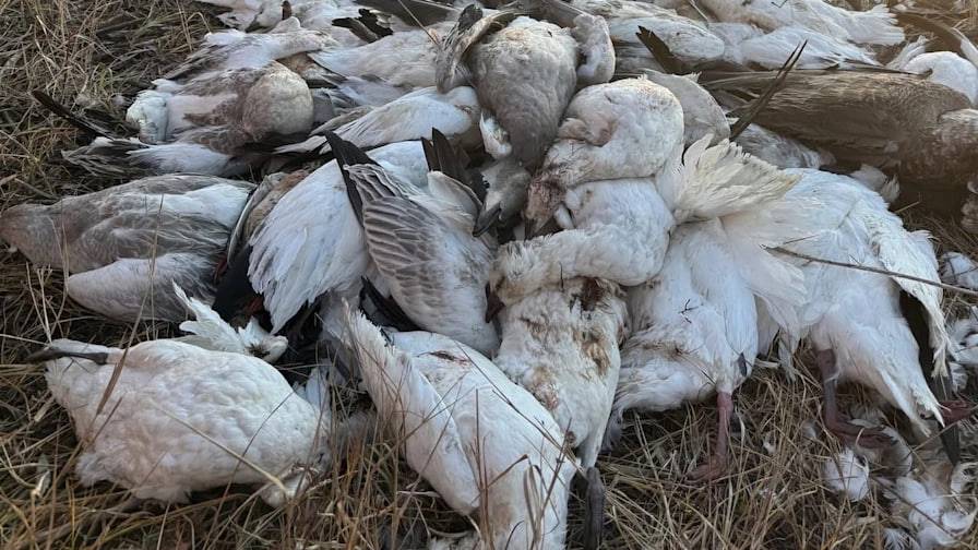 Францияда парранда гриппи авж олмоқда