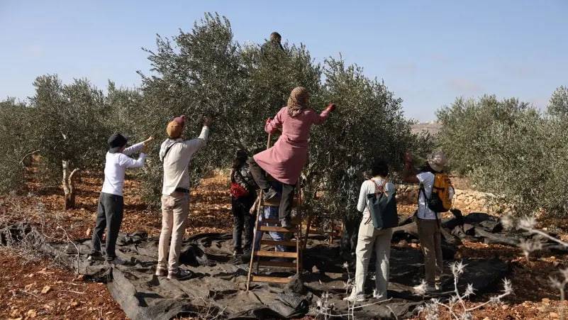 Isroil falastinliklarga zaytun terishda yordamlashgan 32 nafar xorijlik faolni deportatsiya qildi