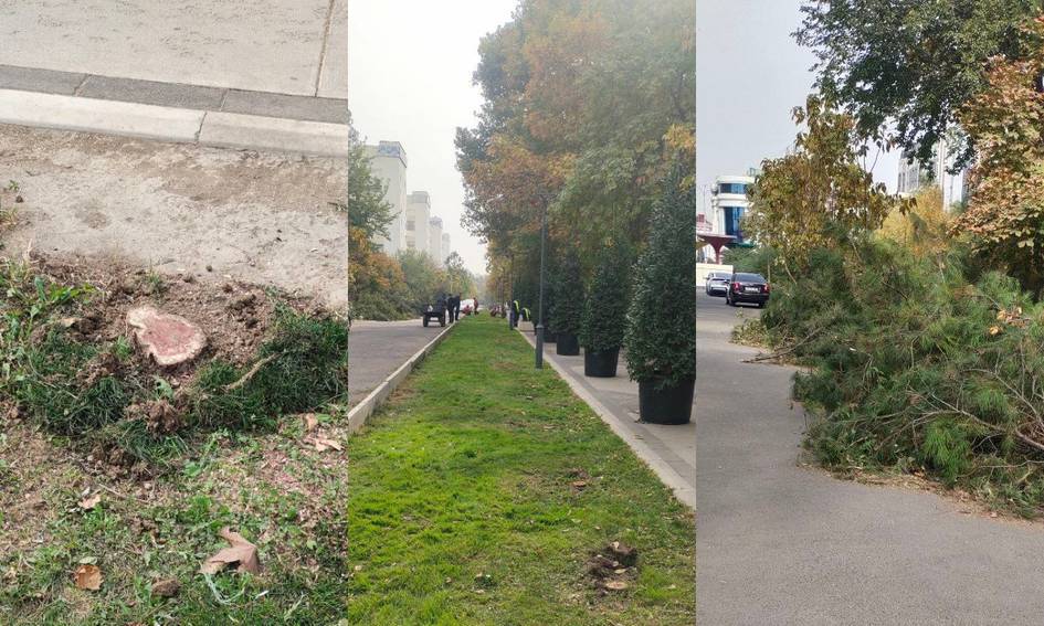 “Qurib borayotgan edi”: Toshkent shahar hokimligi 144 tup daraxt kesilganiga izoh berdi