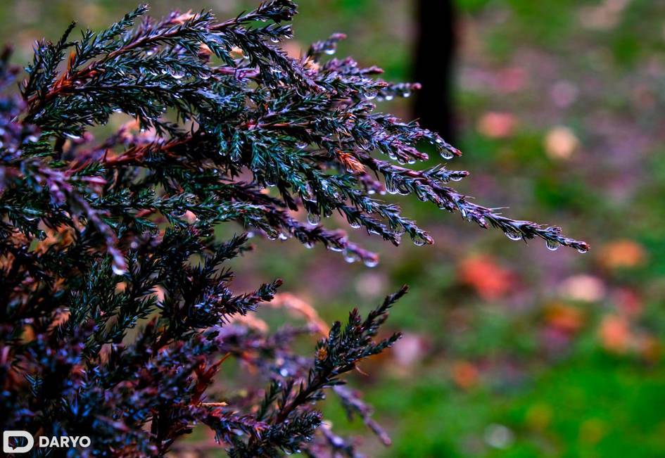 Узбекистанцев предупредили о резком похолодании в начале ноября