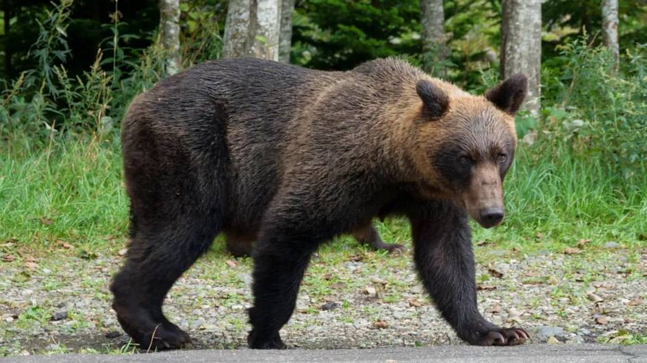 Япония айиқ ҳужумлари кўпайгани сабаб овчилар ёллашни режалаштирди