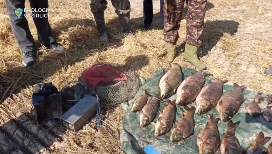 Sirdaryoda noqonuniy baliq ovi ortidan tabiatga 500 mln soʻmdan ortiq zarar yetkazildi