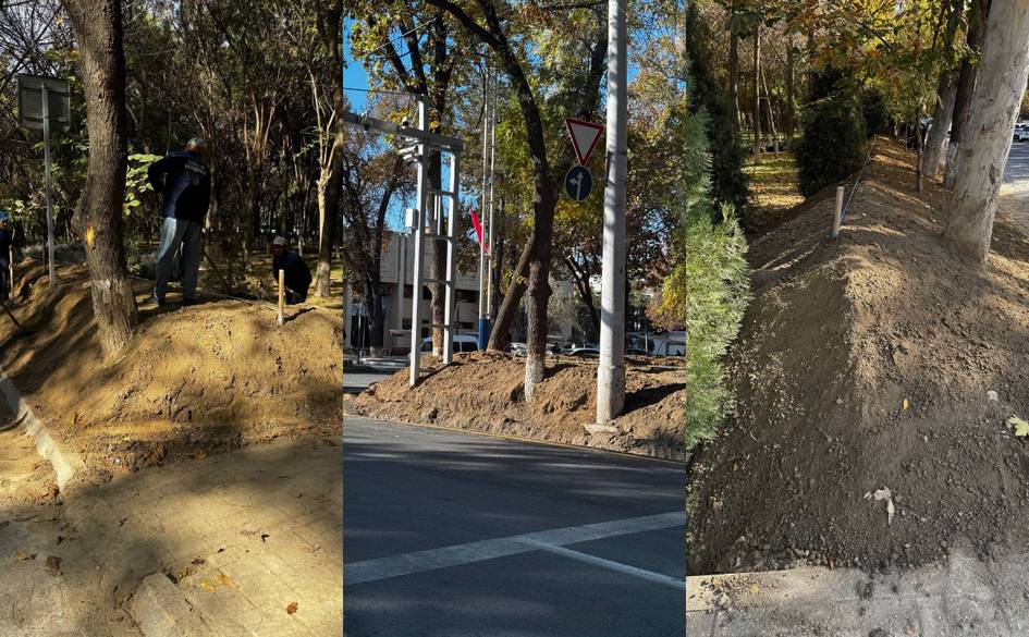 Тошкентдаги хиёбонда дарахтлар танаси салкам 1 метргача кўмиб ташланди