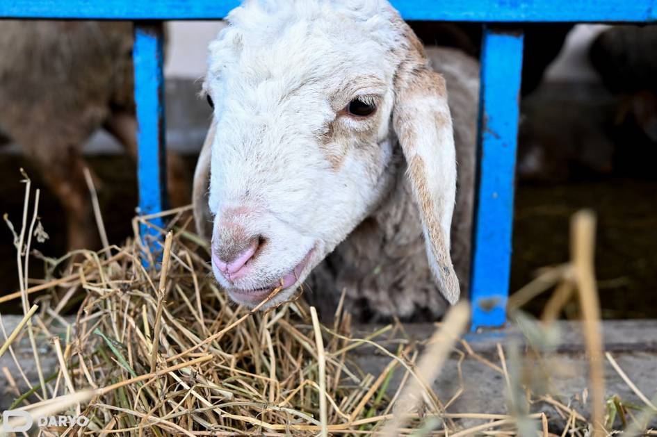 Oʻzbekistonda nasldor chorva importiga subsidiya 2030-yilgacha uzaytirildi