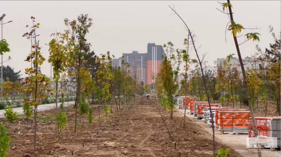 Хокимият Ташкента прокомментировал сообщения о высыхании зелёной зоны, где было высажено более 800 деревьев