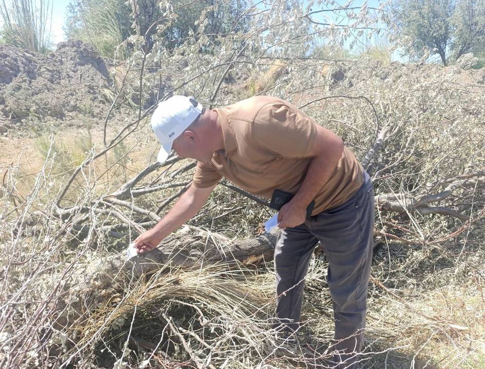 Buxoroda daraxt kesgan fuqaro tabiatga qariyb 190 mln so‘m zarar yetkazdi