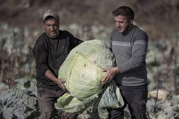 Туркиялик фермер ҳар бири 57 кг оғирликдаги карамларни етиштирди (фото)