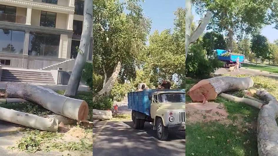 O‘zbekistonda bir yarim yilda 400 dan ortiq shaxs ekologiya bilan bog‘liq jinoyatlar uchun sudlandi