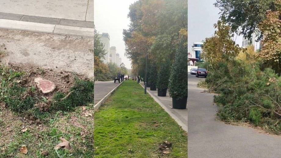 Toshkentda 174 tup daraxt va buta kesilgani ortidan obodonlashtirish xodimlariga jinoyat ishi ochildi