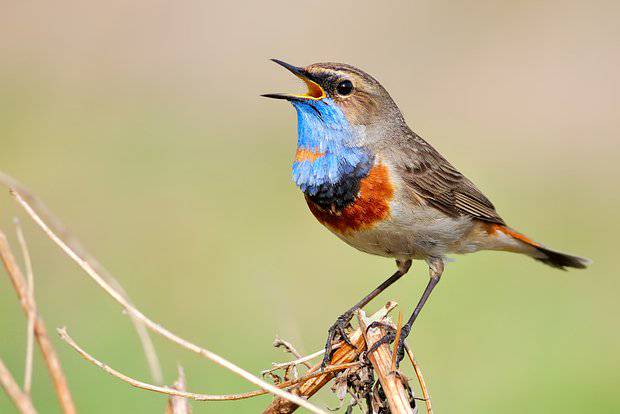 Қушларнинг сайрашини тинглаш ғам-қайғуни самарали бартараф этишга ёрдам беради — тадқиқот