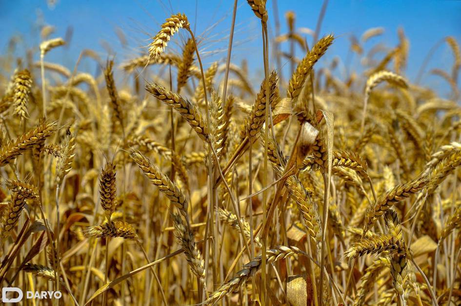 O‘zbekistonda hosilni ixtiyoriy sug‘urtalash tizimi yo‘lga qo‘yiladi