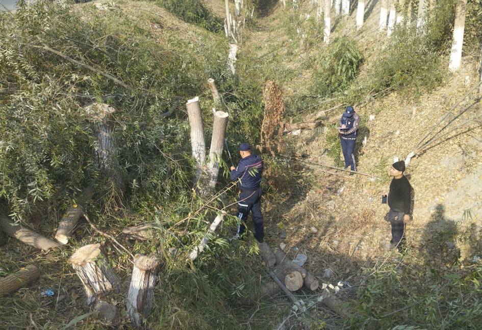Fargʻonada 26 tup daraxtni kesib tashlagan fuqaro 10 mln soʻmdan ortiq jarimaga tortiladigan boʻldi