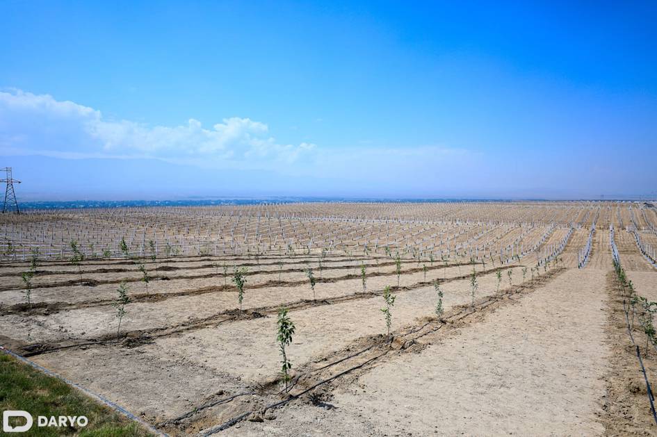 Uzbekistan establishes Agricultural Insurance Fund to expand risk-insurance system