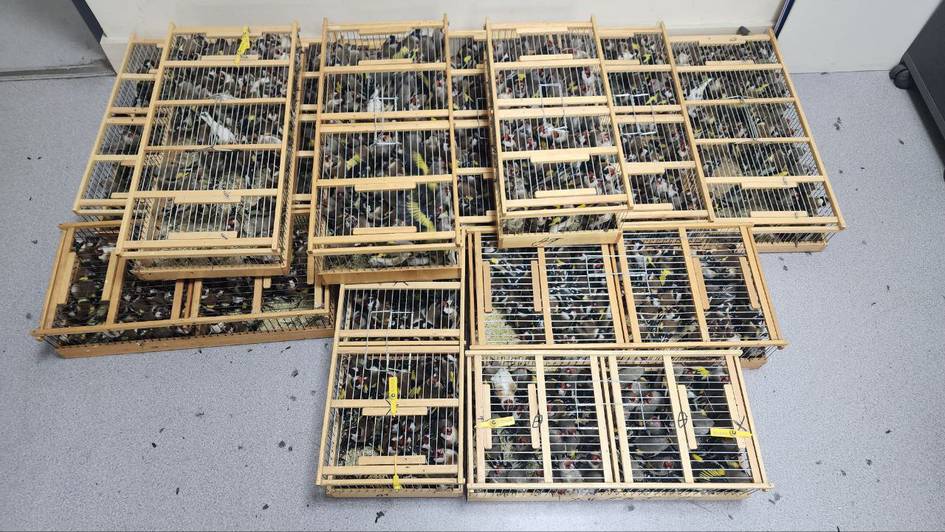 На таможенном посту «Навои» задержан гражданин, пытавшийся провести под одеждой 30 птиц