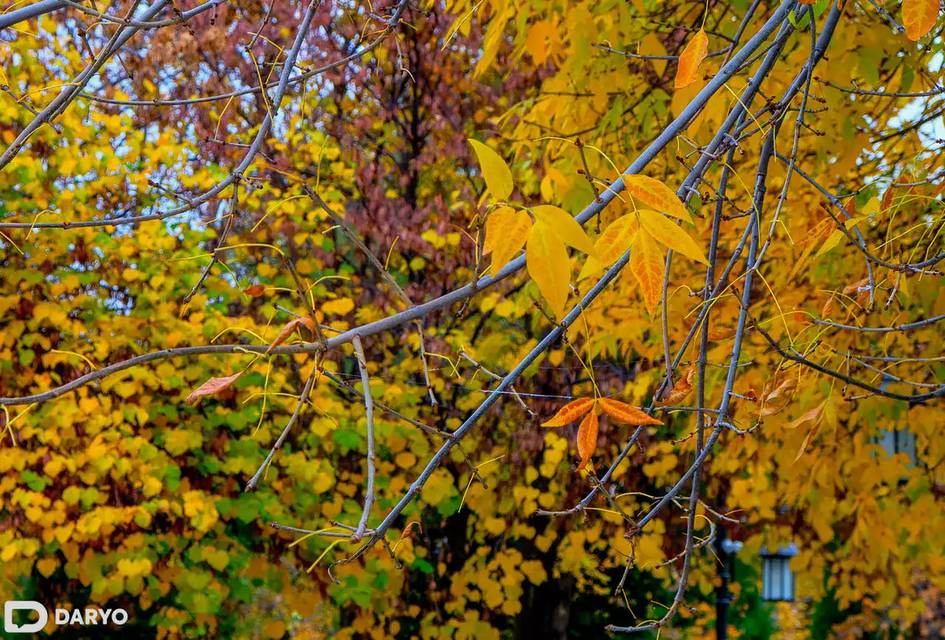 O‘zbekistonda 27-noyabr kuni harorat nisbatan pasayadi