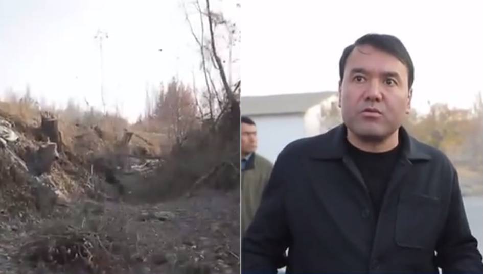 “Buyruq bor, kesinglar” — Samarqandda mingga yaqin daraxt aholining oʻziga kestirilgani aytildi