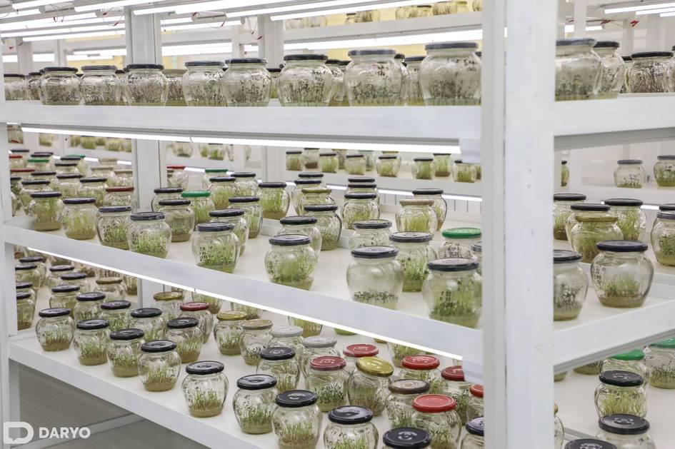 Uzbekistan to allocate $1.5mn on mini-potato seedling cultivation