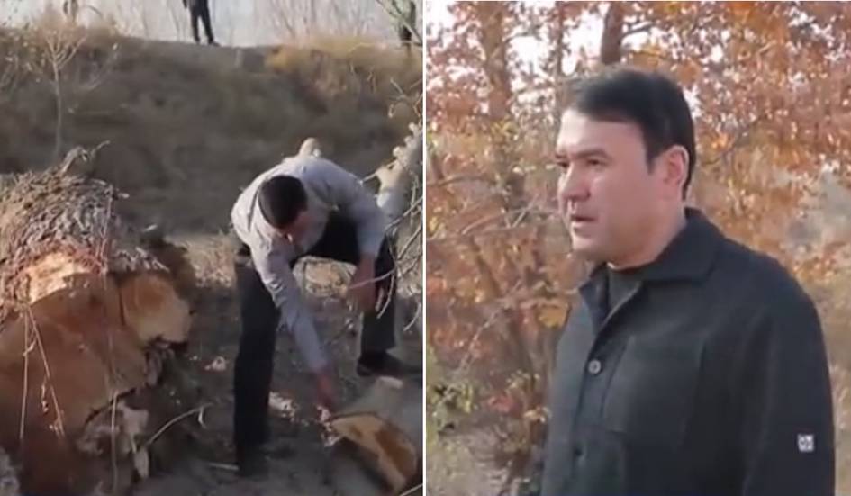 Samarqandda kanal boʻyidagi daraxtlar “Mirza-pay” irrigatsiya tizimlari boshqarma boshligʻi topshirigʻiga asosan kesilgani bildirildi