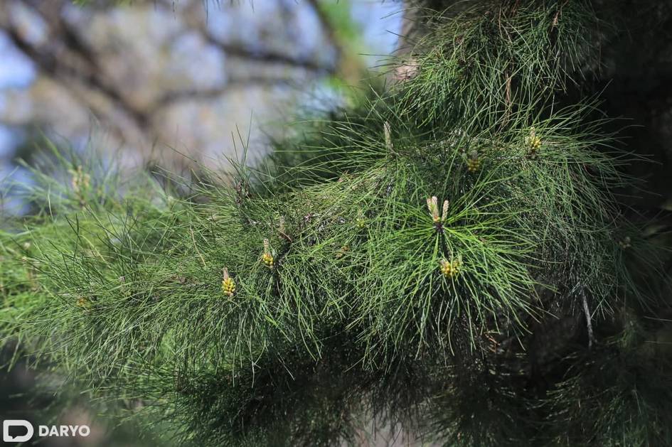 Ўзбекистонда қиш қандай об-ҳаво билан бошланиши маълум қилинди