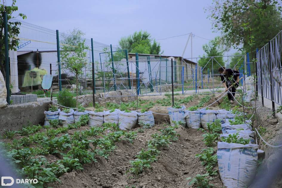 Ўзбекистонда картошка етиштирувчиларга бир қатор имтиёзлар берилади