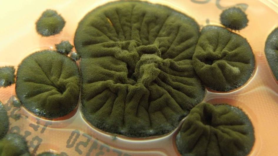 Chernobilda yangi hayot shakli aniqlandi