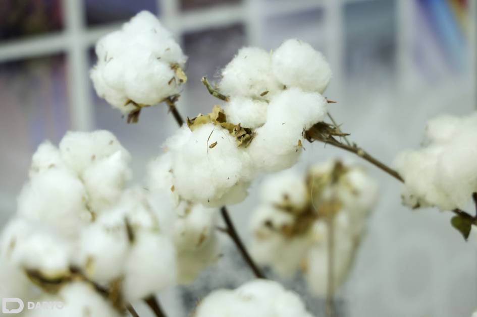 В Узбекистане в следующем году планируется заготовить 4,5 млн тонн хлопка